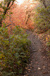 Hiking path in fall