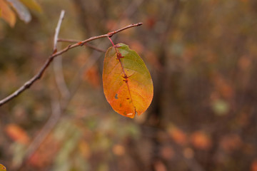 Multicolored leaf on twig