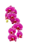 Fototapeta Do przedpokoju - Purple orchid : Isolated on white background