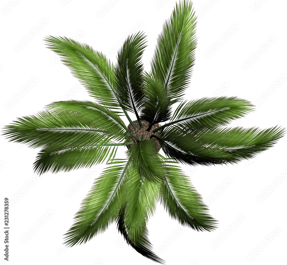 Plant and Tree top view / overhead symbols and icons isolated on white  background. Perfect for use in 2d colour floor plans Stock Illustration |  Adobe Stock