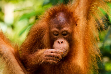 Wall Mural - Juvenile Orangutan eating on Western Sarawak, Borneo