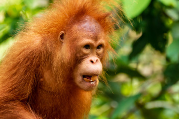 Wall Mural - Juvenile Orangutan eating on Western Sarawak, Borneo