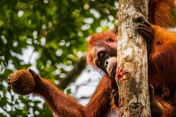 Wall Mural - Orangutan feeding on a coconut in Semenggoh, Sarawak