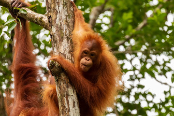 Wall Mural - Juvenile Orangutan at Semenggoh in Sarawak, Malaysian Borneo