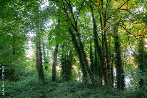 Fotografie, Obraz Sun shining through the canopy of green leaves in the evening sun