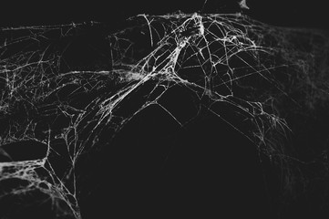 spider web in the dark