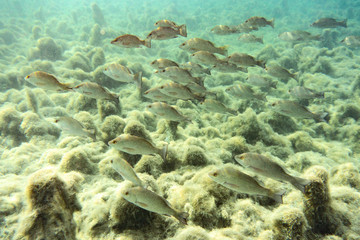 Wall Mural - Small to medium sized Mangrove Snapper (Lutjanus griseus) school together near a freshwater spring in Florida's Crystal River. Mangrove Snapper, by some accounts, are fun to catch and good to eat.