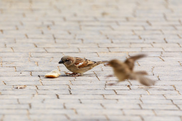 One sparrow flies to another sparrow that eats on the sidewalk