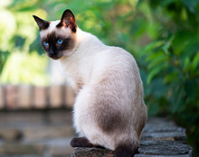 Siamese Cat With Blue Eyes