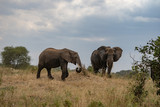 Fototapeta Sawanna - Couple d'éléphants ciel nuageux