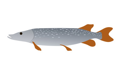 Wall Mural - Predator Pike Freshwater Inhabitant. River Fish