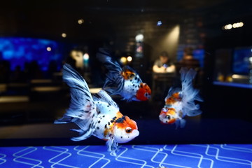 Bar view from aquarium with fish. Blur or Defocus image of two men at the table