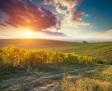 Tuscan VineyardsThe Sunset On The Vineyards Of The Bolgheri Wine.