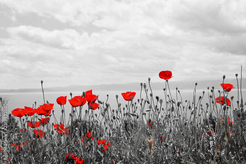 Beautiful field red poppies with selective focus. Red poppies in soft light
 - obrazy, fototapety, plakaty 