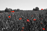Fototapeta  - Poppy flower or papaver rhoeas poppy with the light behind in Italy remembering 1918, the Flanders Fields poem by John McCrae and 1944, The Red Poppies on Monte Cassino song by Feliks Konarski
