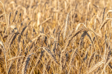 Background picture close-up of wheat spikelets on the field. Golden spikelets symbol of harvest and fertility. Selective focus