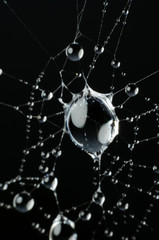 Wall Mural - wet spider web in the nature, dew on cobweb