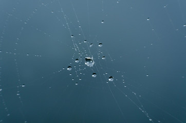 Wall Mural - wet spider web in the nature, dew on cobweb