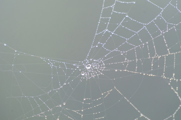 Wall Mural - wet spider web in the nature, dew on cobweb