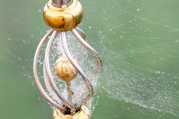 Wall Mural - wet spider web in the nature, dew on cobweb
