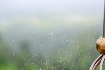 Wall Mural - wet spider web in the nature, dew on cobweb