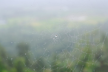 Wall Mural - wet spider web in the nature, dew on cobweb