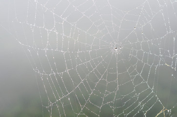 Wall Mural - wet spider web in the nature, dew on cobweb