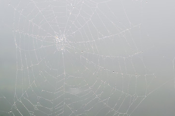 Wall Mural - wet spider web in the nature, dew on cobweb