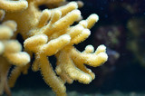 Beautiful tropical ocean coral reef