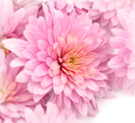  Flowers of chrysanthemum