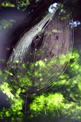 spider web with water drops