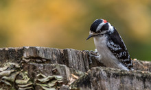 Downy Woodpecker  At Tylee Marsh, Rosemere, Quebec, Canada