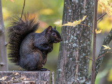 Black Squirrel In Fall, Tylee Marsh, Rosemere, Quebec, Canada