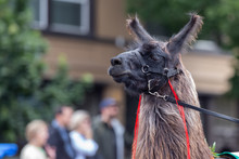 Brown Llama Walking On The Street Of The City During Grand Floral Parade.