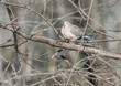 © Hummingbird Art - Mourning dove feeding in a boreal forest Quebec, Canada.