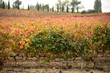 Viñedos en otoño en la Rioja, con sus hojas de colores ocres.