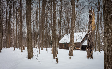 sugar shack deep in a boreal forest quebec, canada.