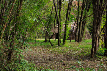 Trees and Path 