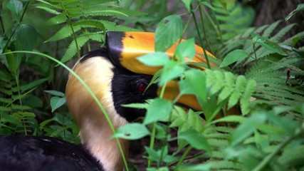 4K, Close up a male Great Indian Hornbill in green jungle, habitats of Southeast Asia. Beautiful oriental Buceros Bicornis bird in nature wildlife at forest between tropical trees and plants-Dan