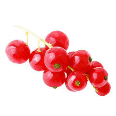 Wall Mural - Red currant fruit isolated on white background