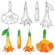 Vector set with Brugmansia arborea or Angels Trumpets outline flower and bud in orange and black isolated on white background. Contour ornate Brugmansia for tropical summer design or coloring book. 