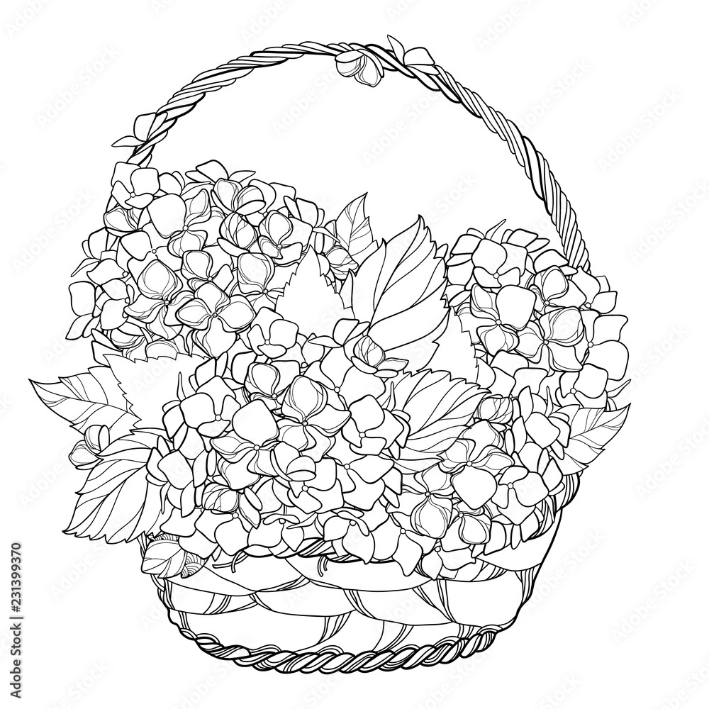 Vector wicker basket with bouquet of outline Hydrangea or Hortensia ...