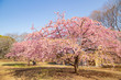 Cherry blossoms in Yoyogi park