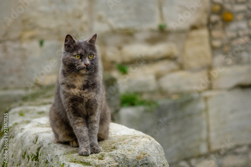 Fotografie, Obraz Chat tacheté gris et roux assis dans la rue.