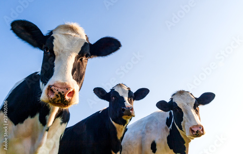 Holstein cows over blue sky Poster Mural XXL