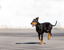 Manchester Terrier Playing In Mid Winter, Quebec, Canada.