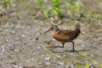 Virginia rail searching for food in a swamp in the techno parc, Montreal, Quebec, Canada.