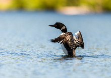 Common Loon Swimming In A Lake In The Laurentians, North Quebec Canada.