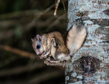 Northern Flying Squirrel Also Called Polatouche In French, Taken In Cottage Country North Quebec.