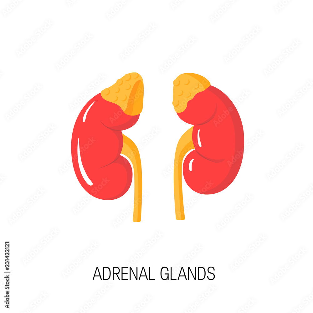Adrenagons Vector diagram of adrenal glands in flat style. Stock Vector | Adobe Stock